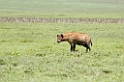 Ngorongoro Hyana02